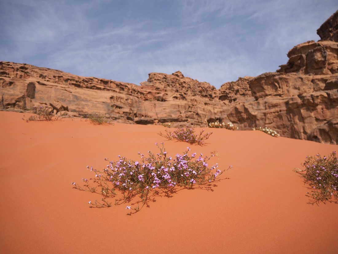Wiosną jest na Wadi Rum zaskakująco dużo kwiatów. Do tego bardzo wyraźnie czuć ich zapach.