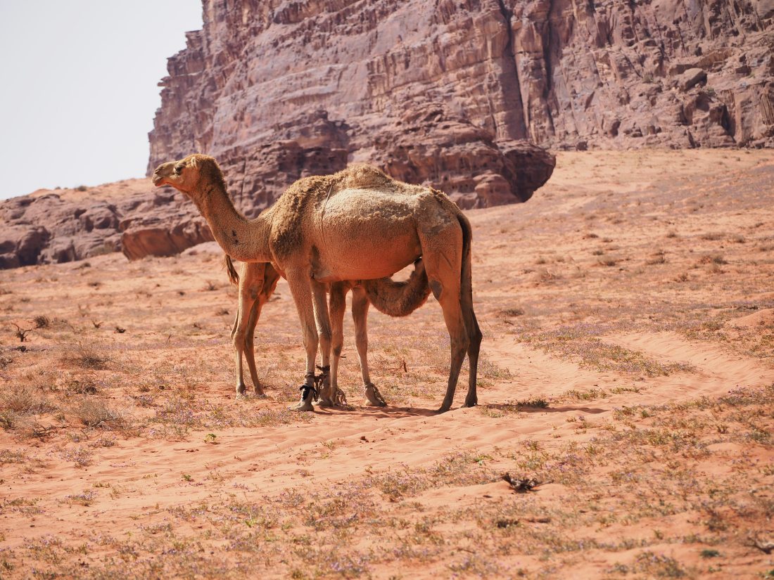 Wielbłądy dromadery to zwierzęta często występujące na Wadi Rum. Dziś służą chyba tylko do wożenia turystów.