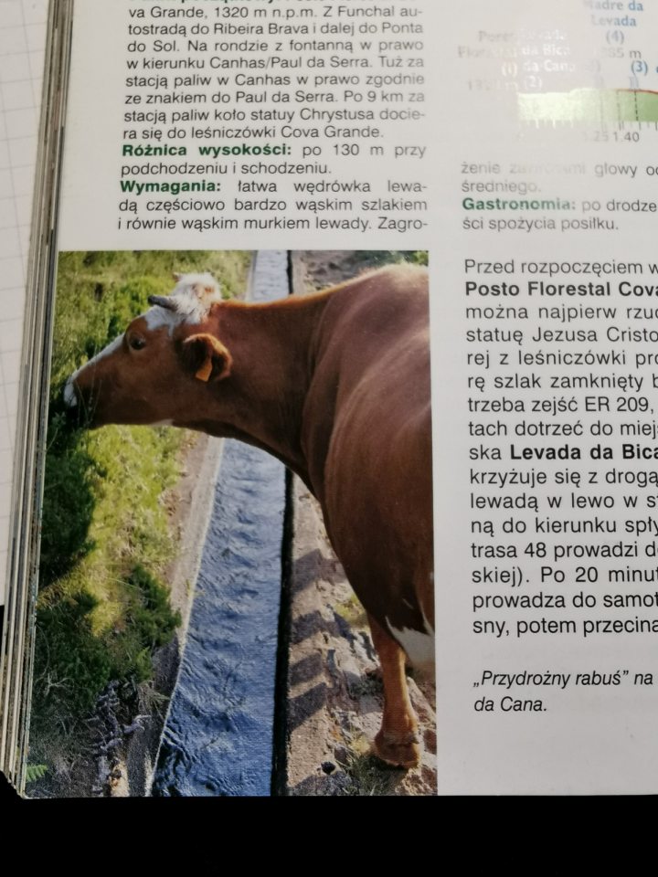 Fragment przewodnika z omawianą krową