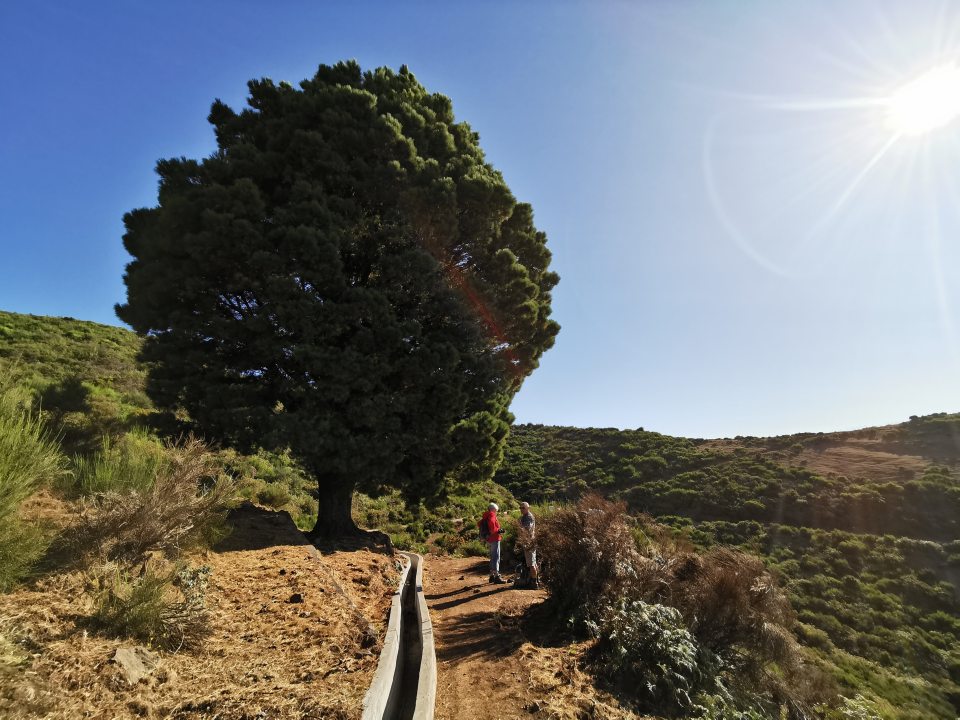 Samotna sosna na szlaku Levada do Bica da Cana